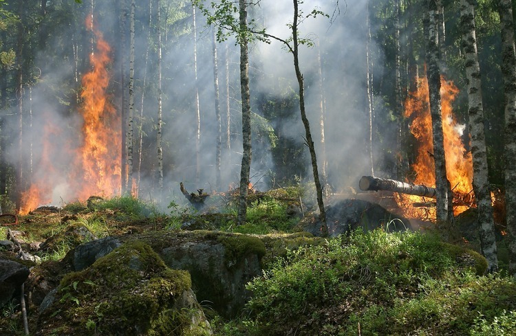 Período crítico de incêndios florestais vigora até ao final de setembro