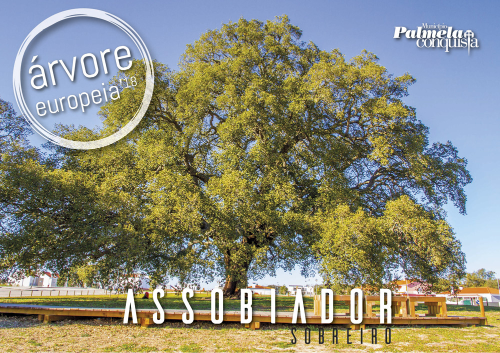 Portugal tem mais um campeão: O Sobreiro de Águas de Moura é a árvore europeia do ano!