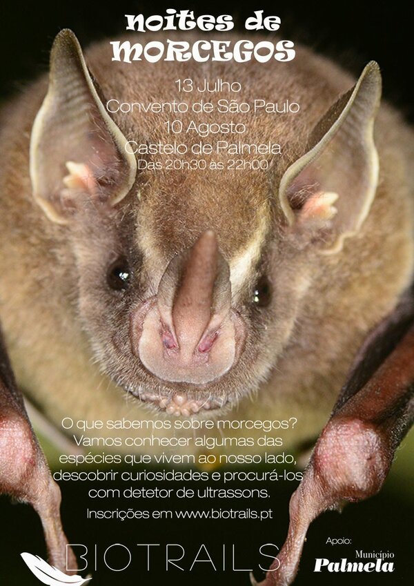 noites_de_morcegos_2019_1310