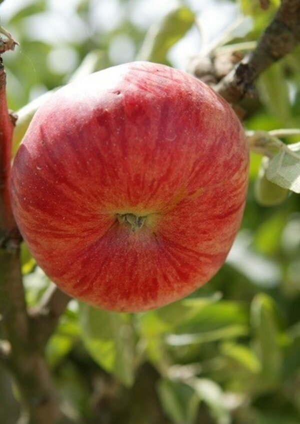 maca_riscadinha_1_1024_2500