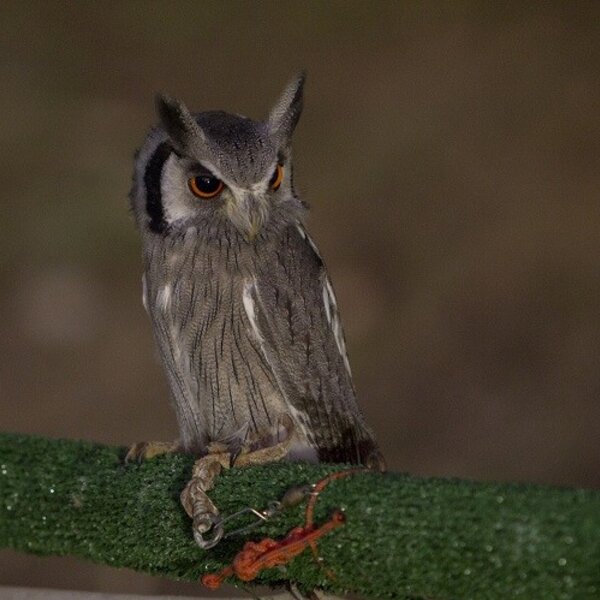 Feira Medieval de Palmela 