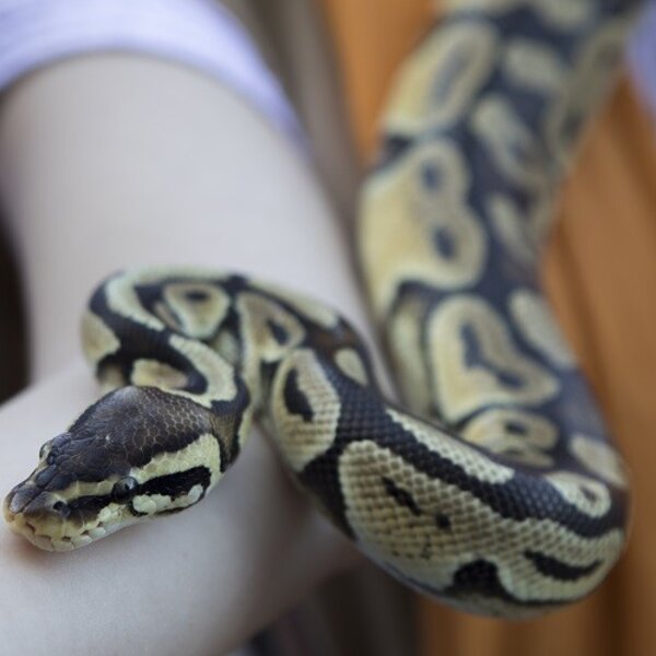 Feira Medieval de Palmela 