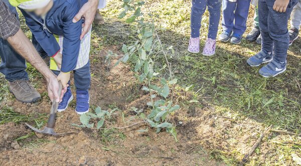 plantacoes_monte_francisquinho