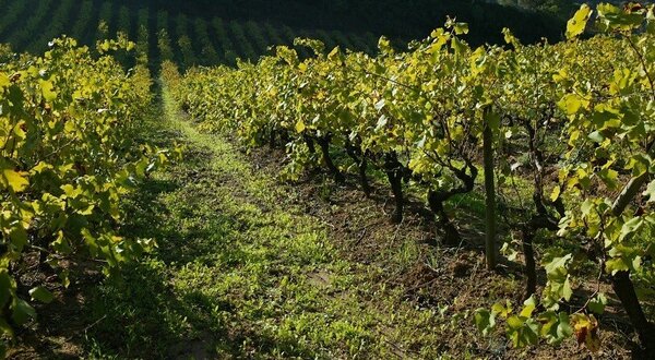 adegas_palmela_premiadas