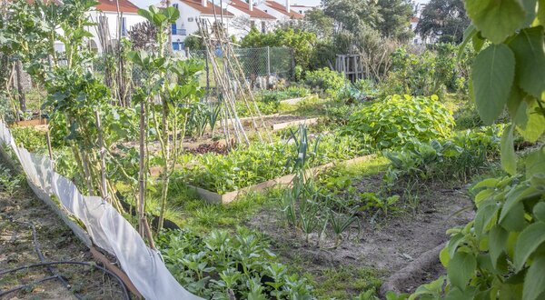 horta_comunitaria_quinta_do_anjo__002_