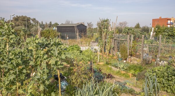 horta_comunitaria_quinta_anjo