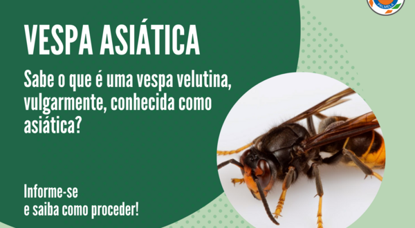 aviso_vespa_asiatica