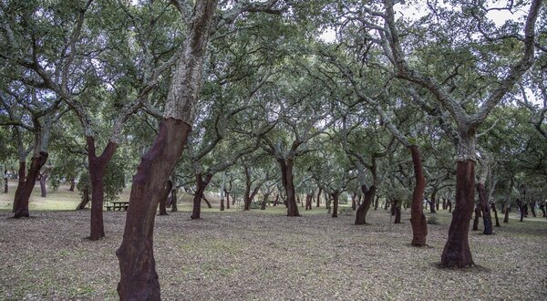 regulamento_do_arvoredo_urbano