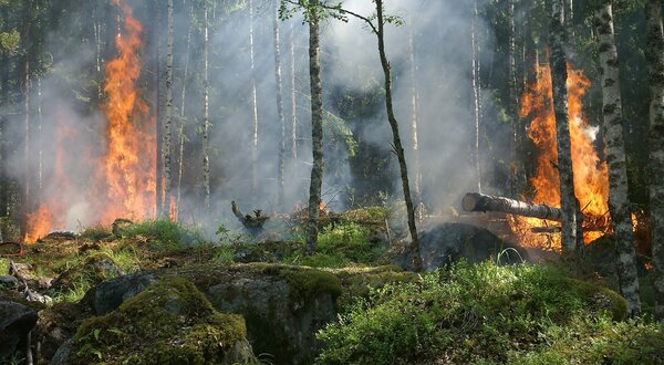 forest-fire-432870_1920