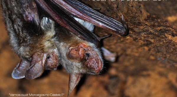 MorcegosDoCastelo2017_92dpi
