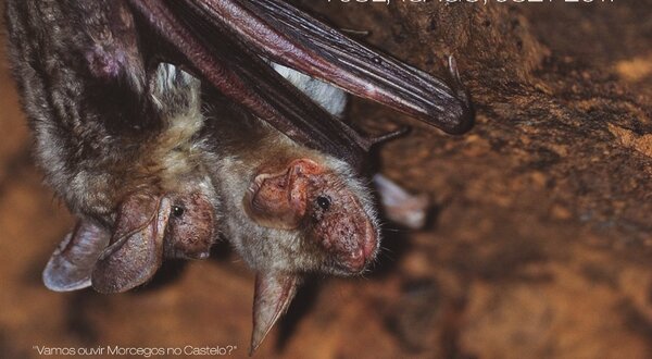 Morcegos_Castelo