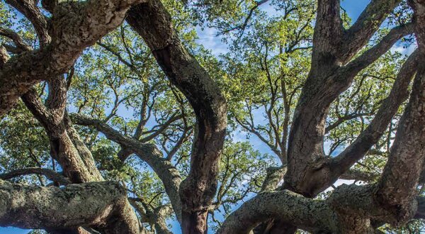 DIA-MUNDIAL-DA-FLORESTA-noticiar