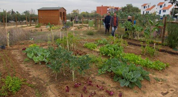Horta_Comunit_ria_da_Quinta_do_Anjo