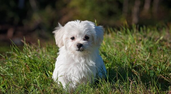 dog_young_dog_small_dog_maltese