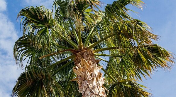 palm_3243996_960_720