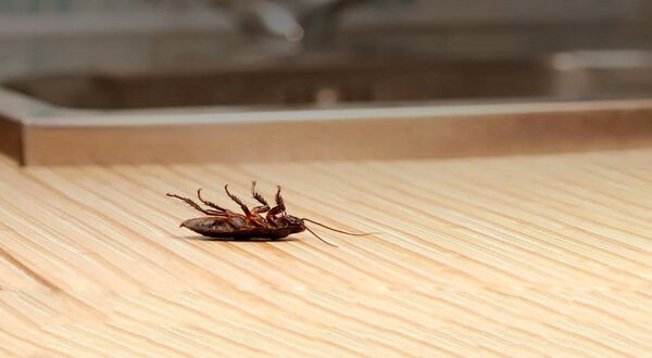 desinfestacao_1_1024_2500