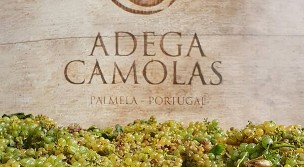 117766982_4533941273312975_5617064692433231483_n