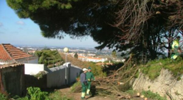 abatedepinheirovimatadosjoao