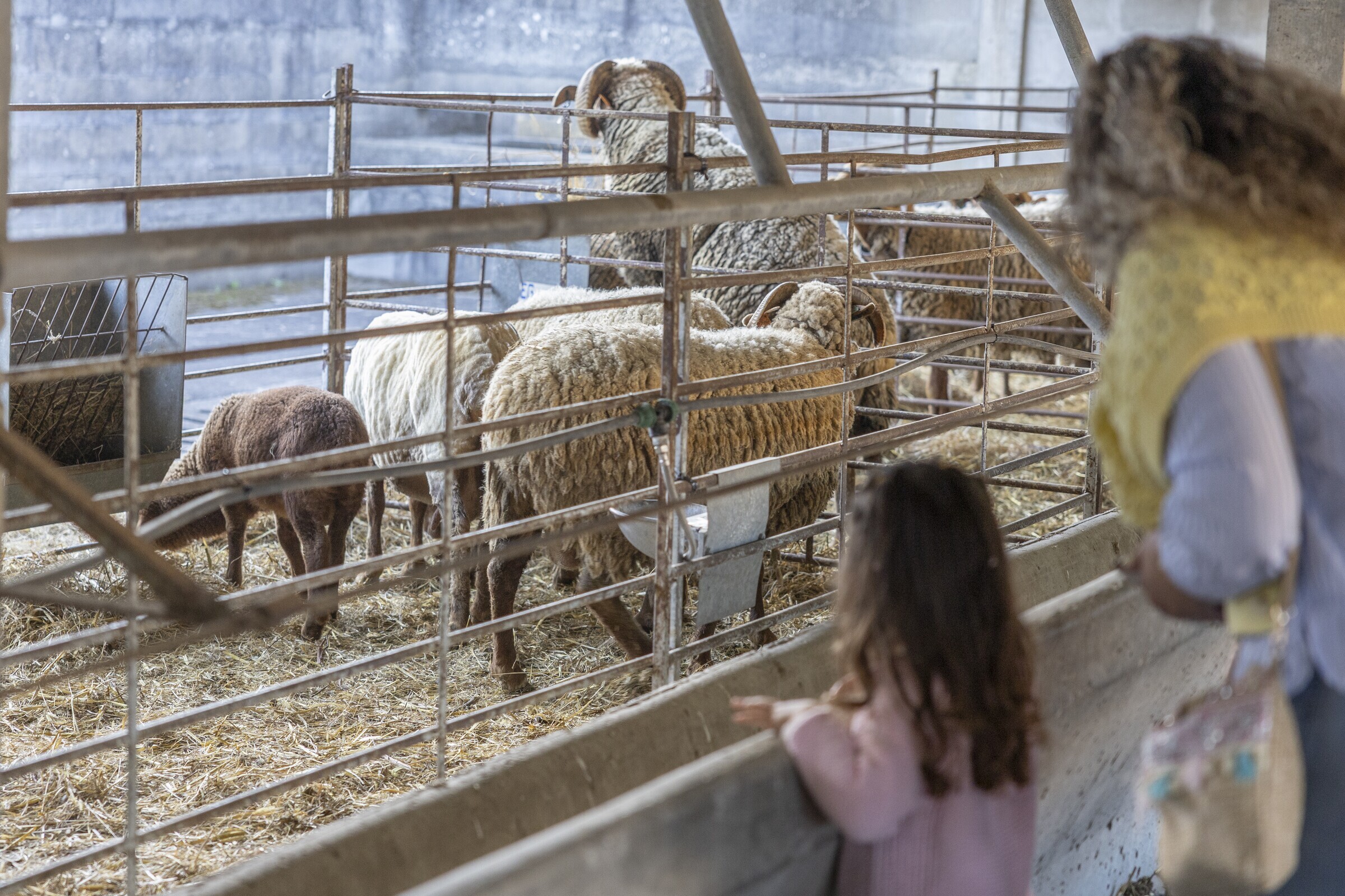 queijo__pao_e_vinho_paf_cabanas20260328_051