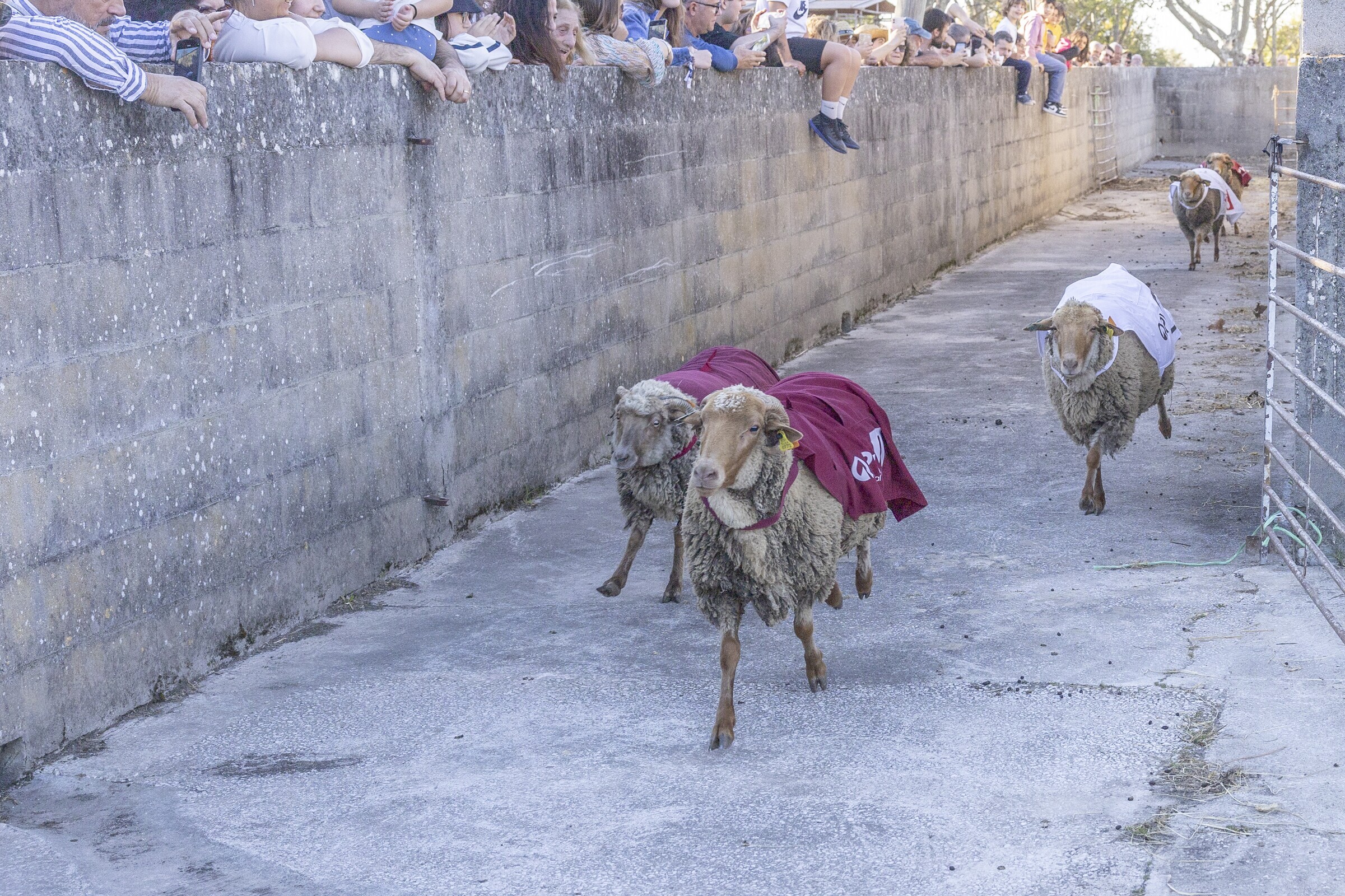 queijo__pao_e_vinho_corrida_de_ovelhas_paf_cabanas20260328_001
