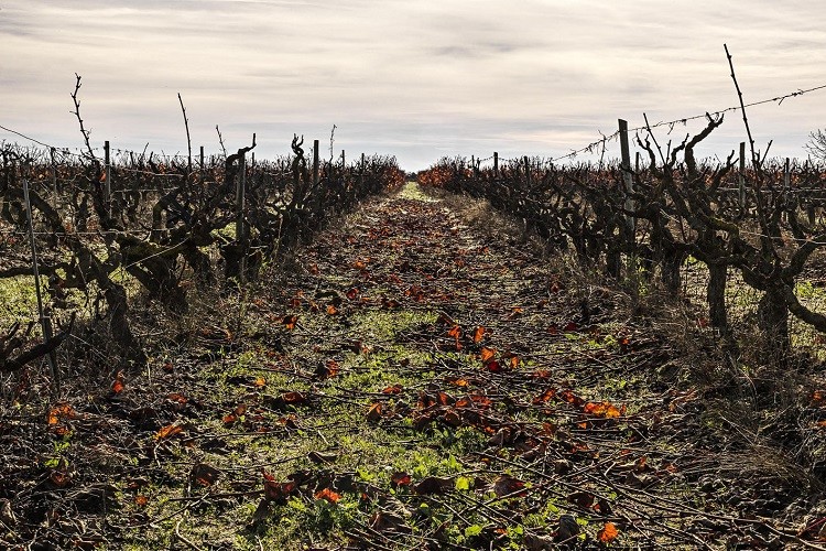 VINHA E FÉ. VINDIMA TRADICIONAL, UM PROCESSO