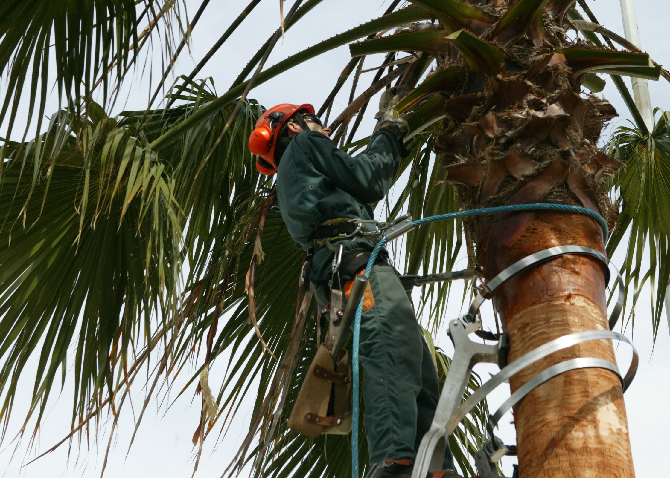 Vila de Palmela – 2 Palmeiras removidas por questões de segurança