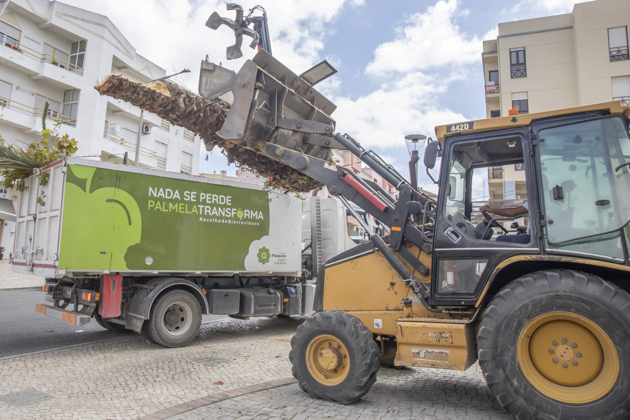 Vila de Palmela – 2 palmeiras removidas por questões de segurança