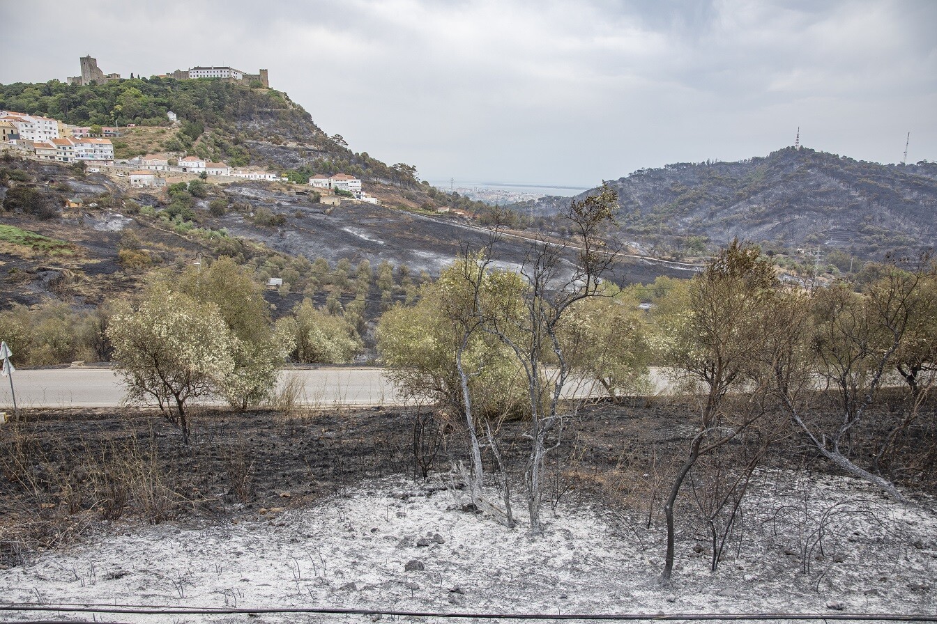 Incêndio considerado “catástrofe natural”  Agricultores de Palmela com acesso a apoios do PDR2020 
