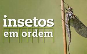 Exposição «Insetos em Ordem» desafia visitantes a serem “biólogos por uma hora” 