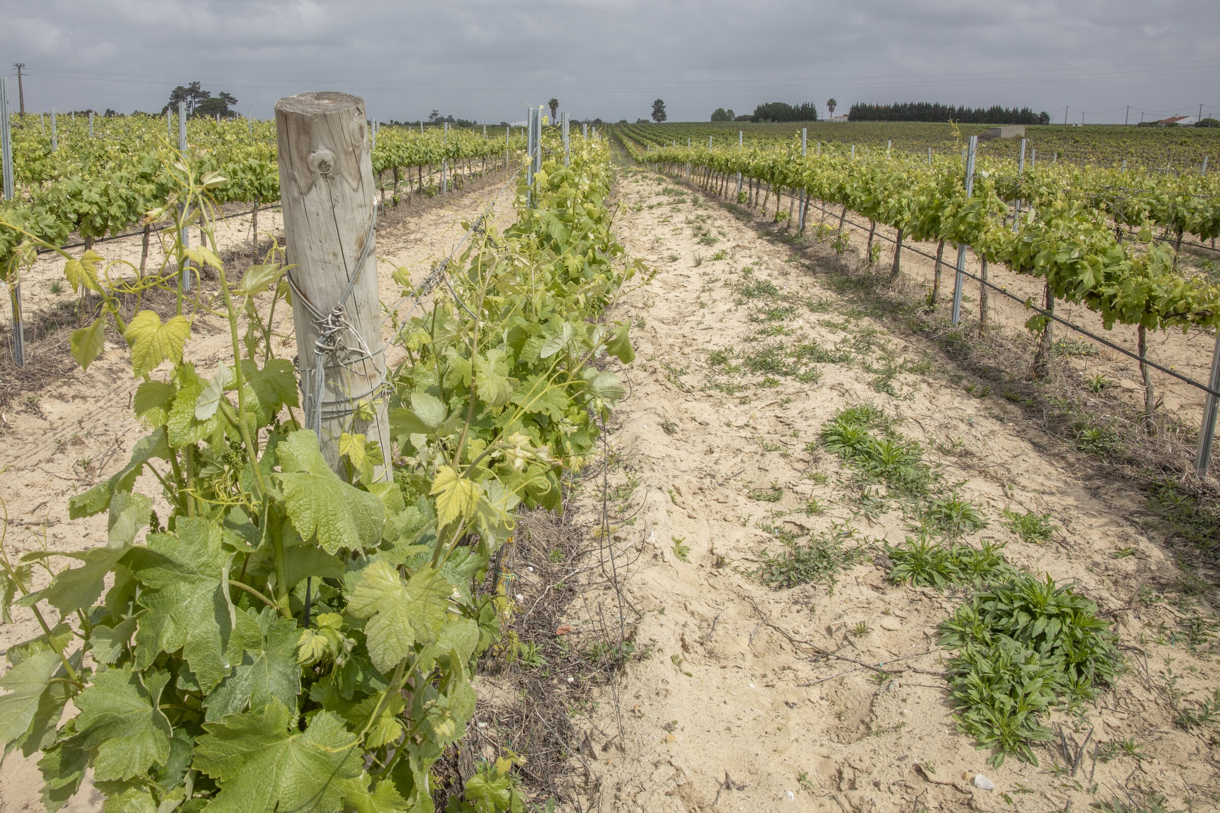 Município aprova parecer favorável à desagregação de Marateca e Poceirão