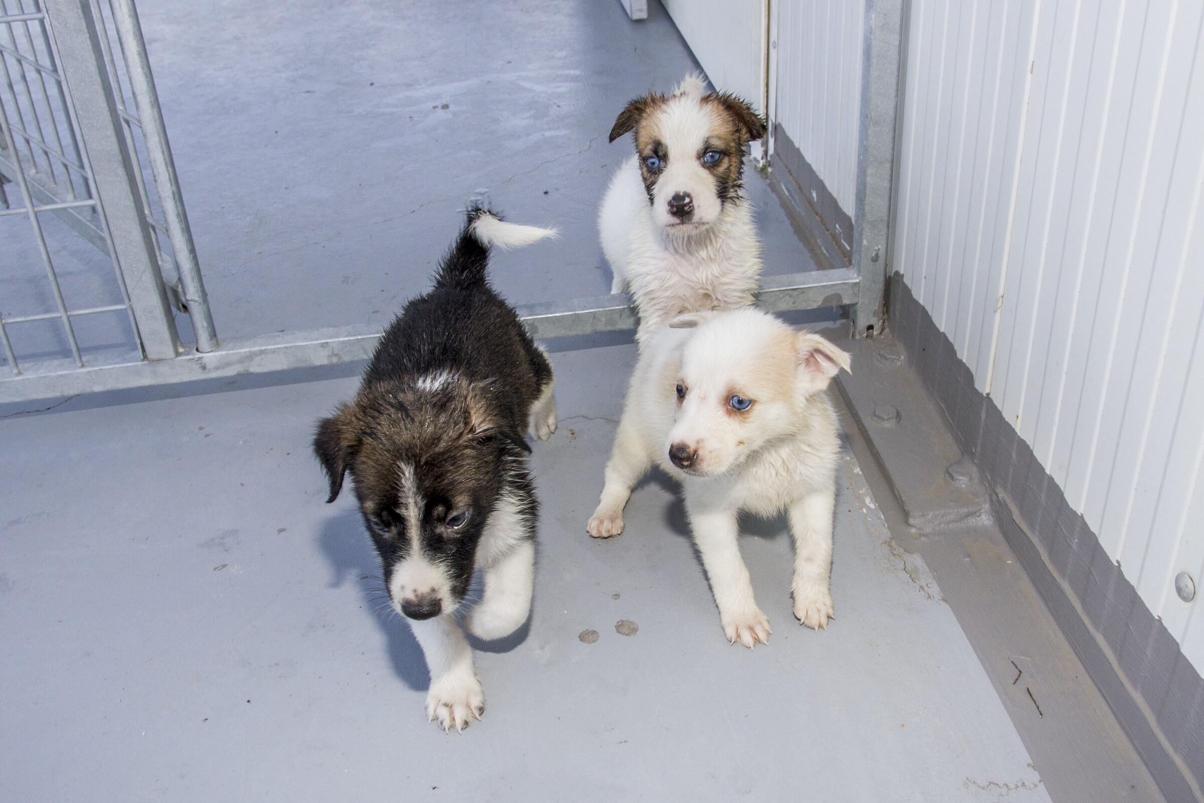 15.000€ para associações de proteção dos animais