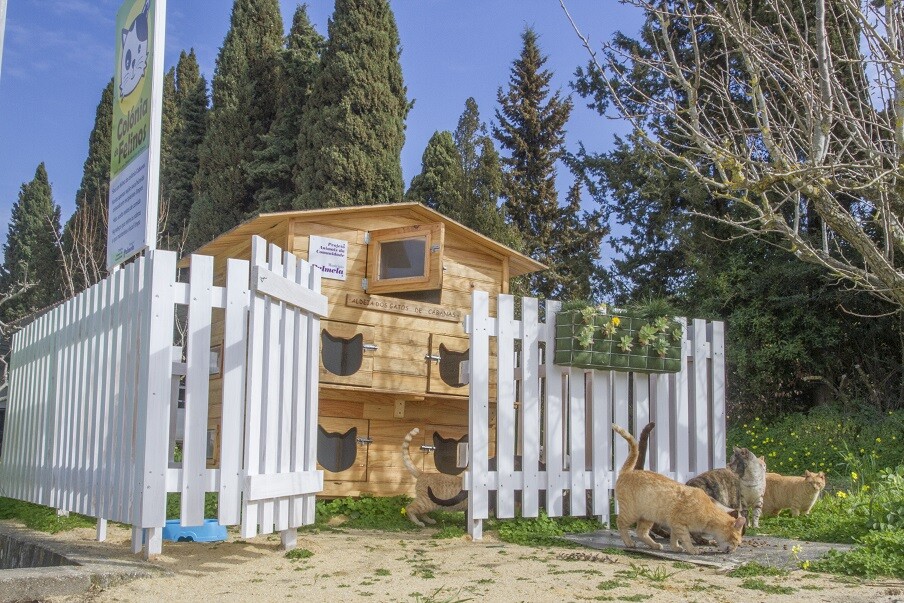 Campanha de esterilização de + 150 felídeos em colónias