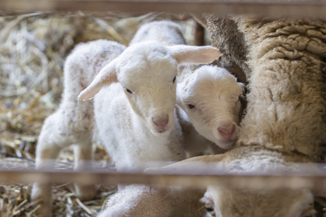 Município apoia ARCOLSA no projeto “Adote uma Saloia”
