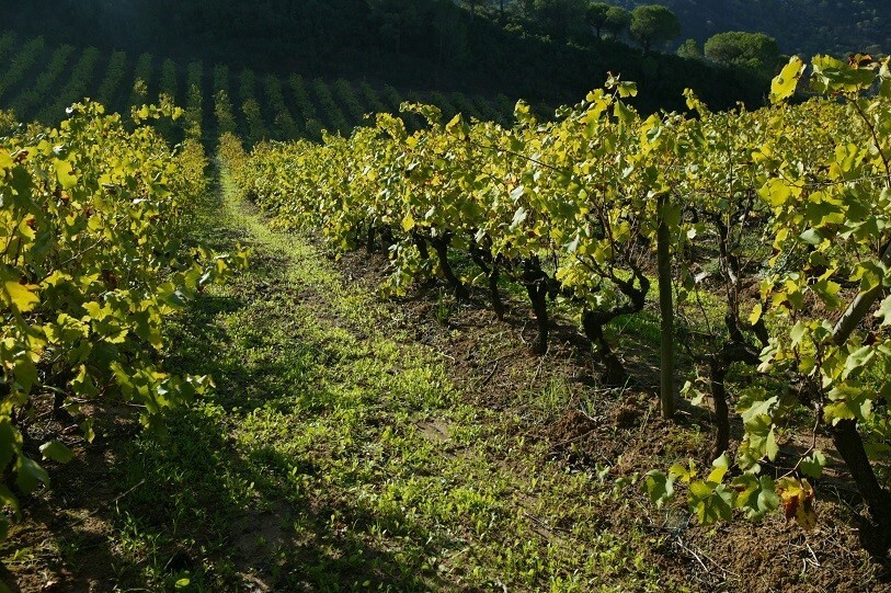 Adegas de Palmela premiadas no Concurso Uva de Ouro 