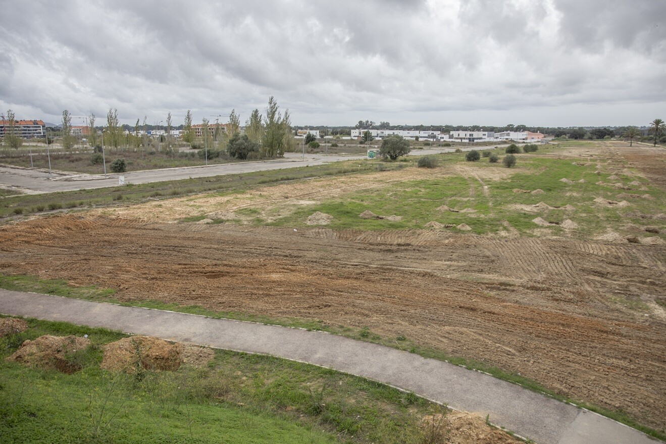 “Pinhal Novo Verde” arranca com plantação de 233 árvores e 64 arbustos