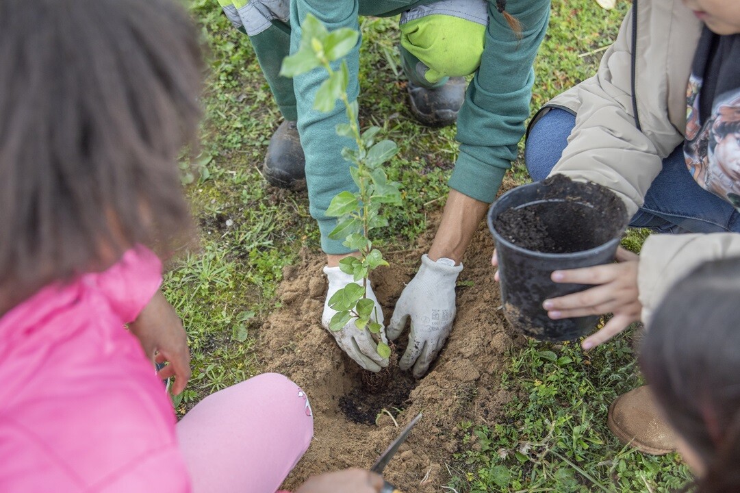 Dia da Floresta Autóctone: Município e comunidade plantam + de 150 espécies