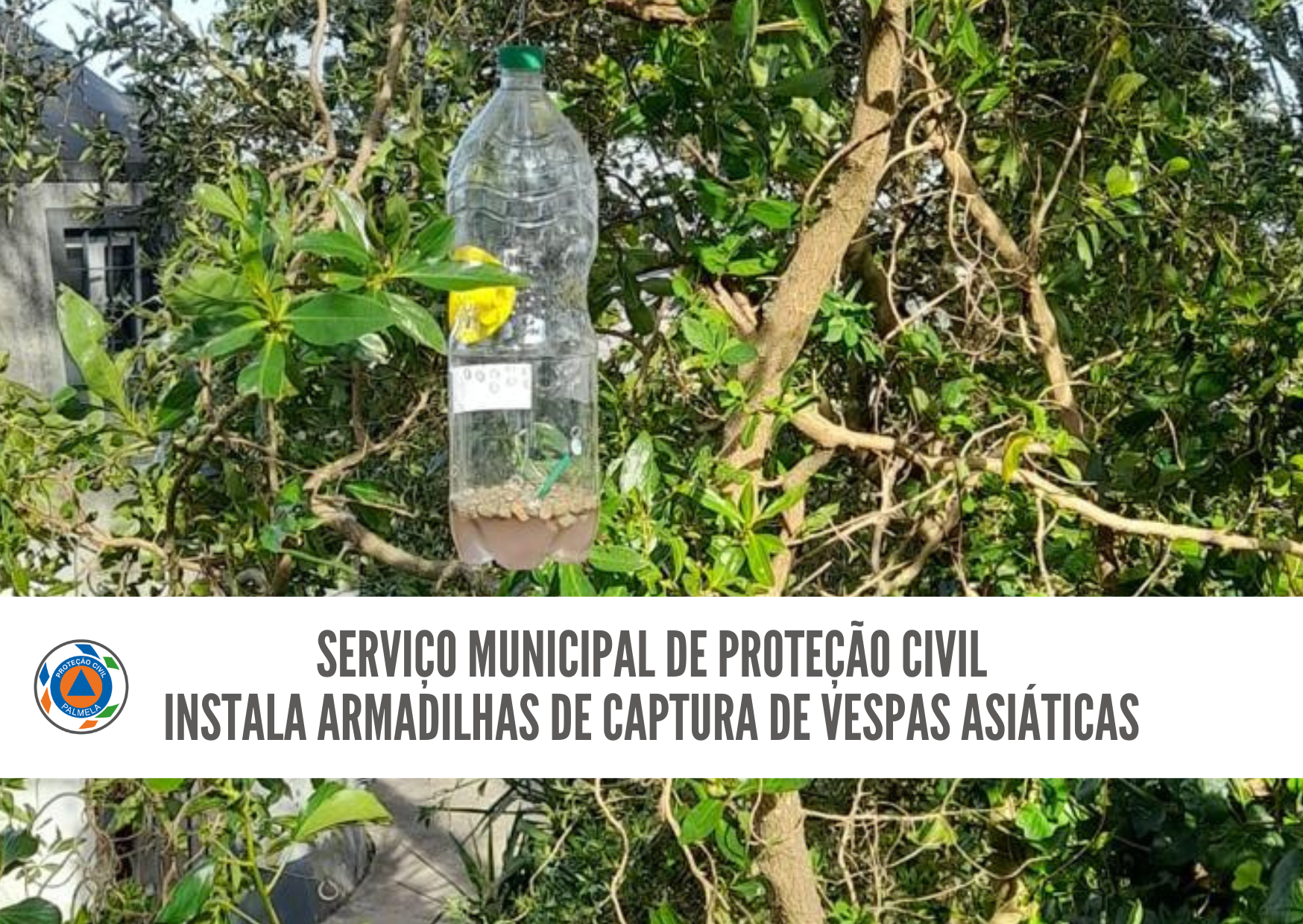 Município instala armadilhas para vespa asiática