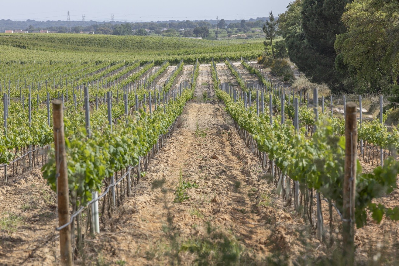 Fernando Pó: Aldeia vinhateira vai ter murais alusivos à Vinha e ao Vinho