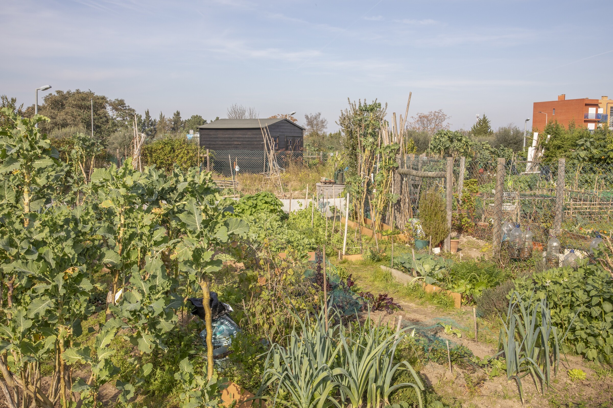 Horta Comunitária Quinta Anjo: Município entrega parcelas a novas/os horteloas/ãos