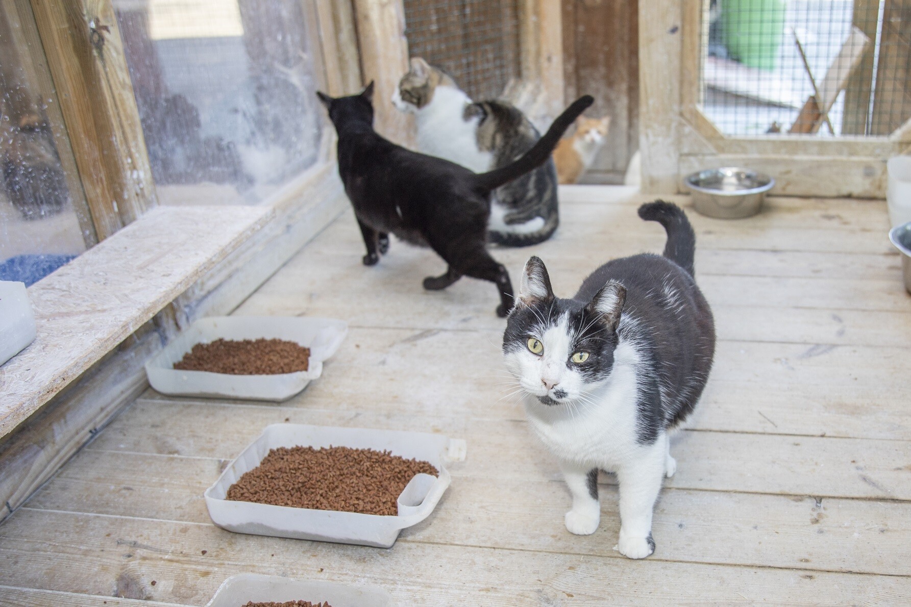 Associações de Proteção dos Animais recebem apoio municipal