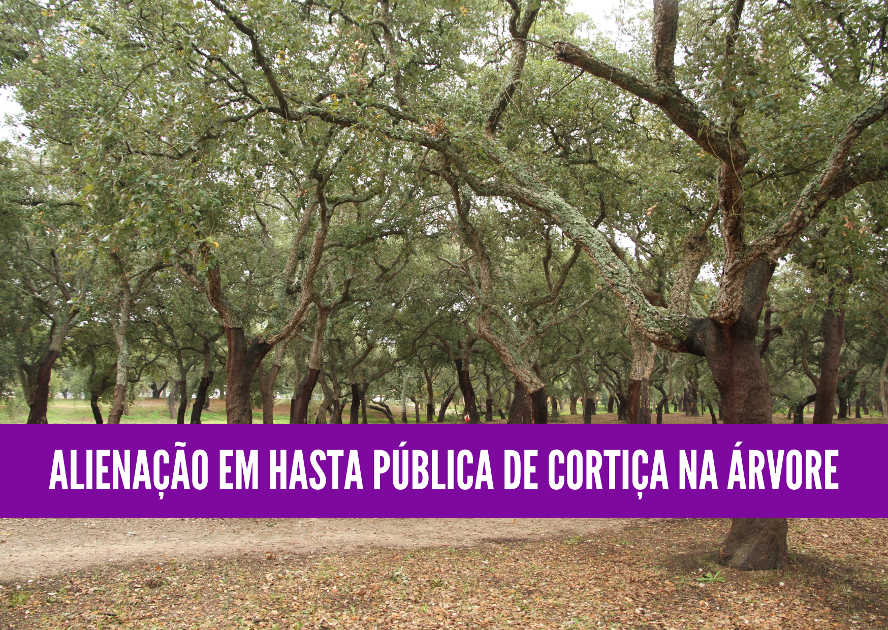 Hasta pública para alienação de cortiça na árvore - propostas até 25 julho