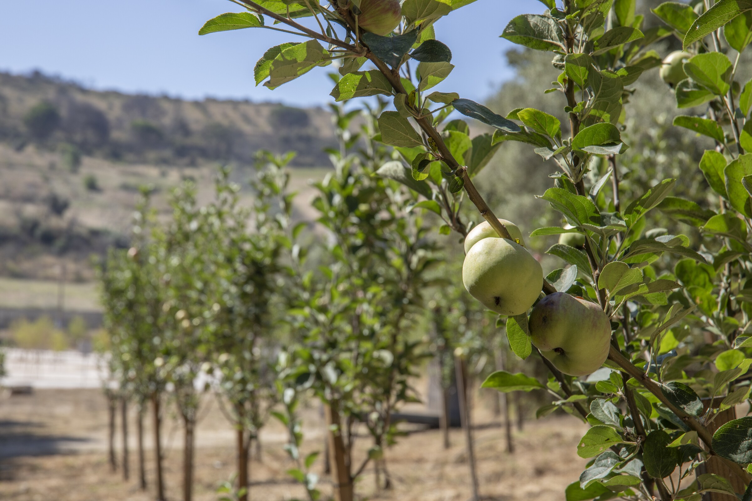 Maçã Riscadinha Projeto preserva identidade da espécie e reforça oferta pedagógica