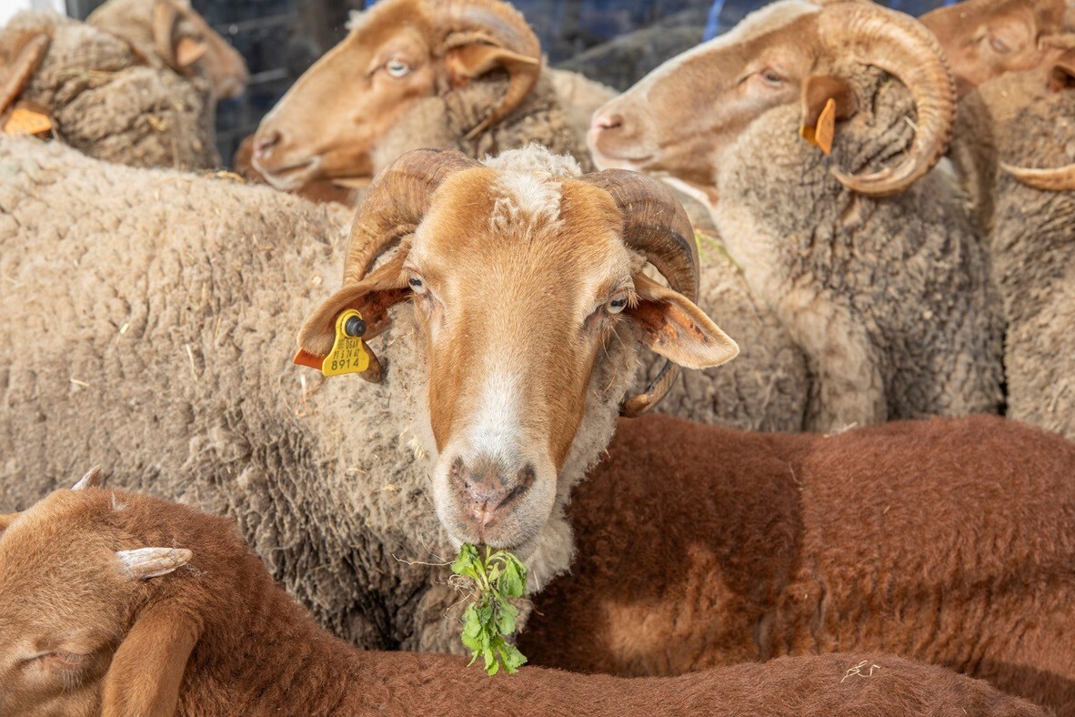 Município continua a apoiar ARCOLSA no projeto “Adote uma Saloia”