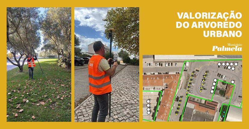 Município elabora Cadastro do Arvoredo Urbano e valoriza Património Verde de Palmela