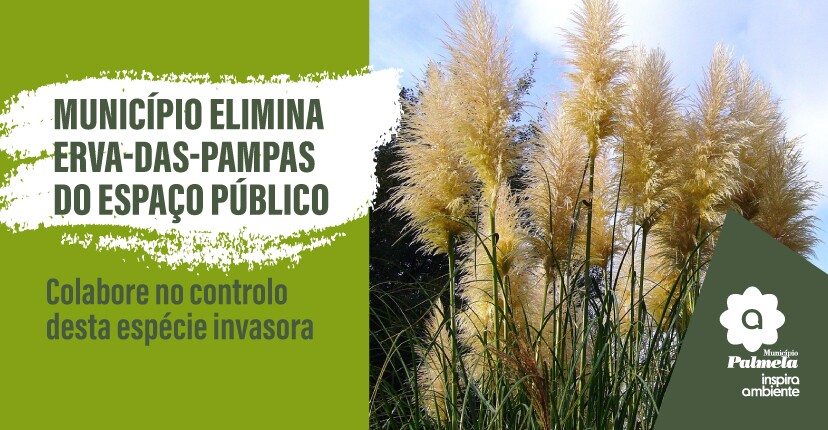 Município elimina erva-das-pampas do espaço público - colabore no controlo desta espécie invasora