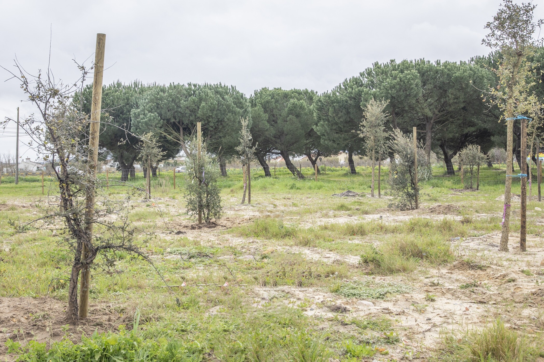 Regulamento do Arvoredo Urbano: apresente os seus contributos até 10 abril