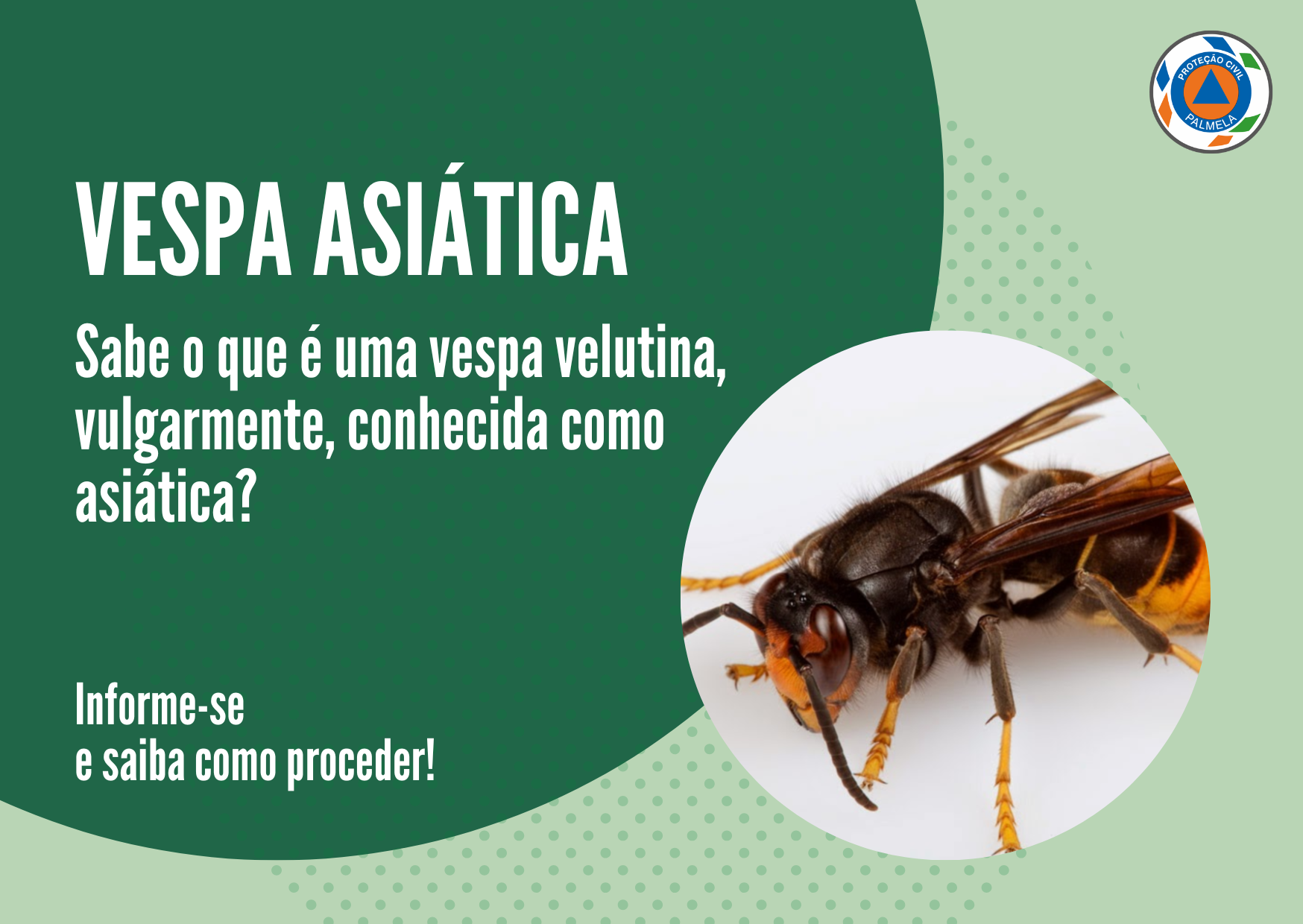 Vespa Asiática - Saiba como proceder