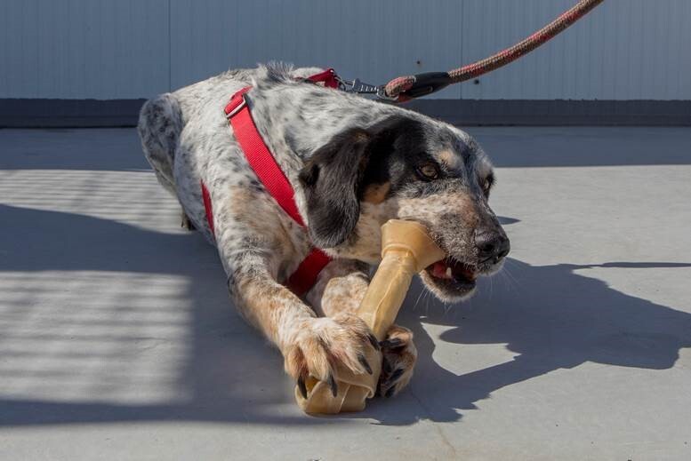 Associações de proteção animal recebem apoios do Município