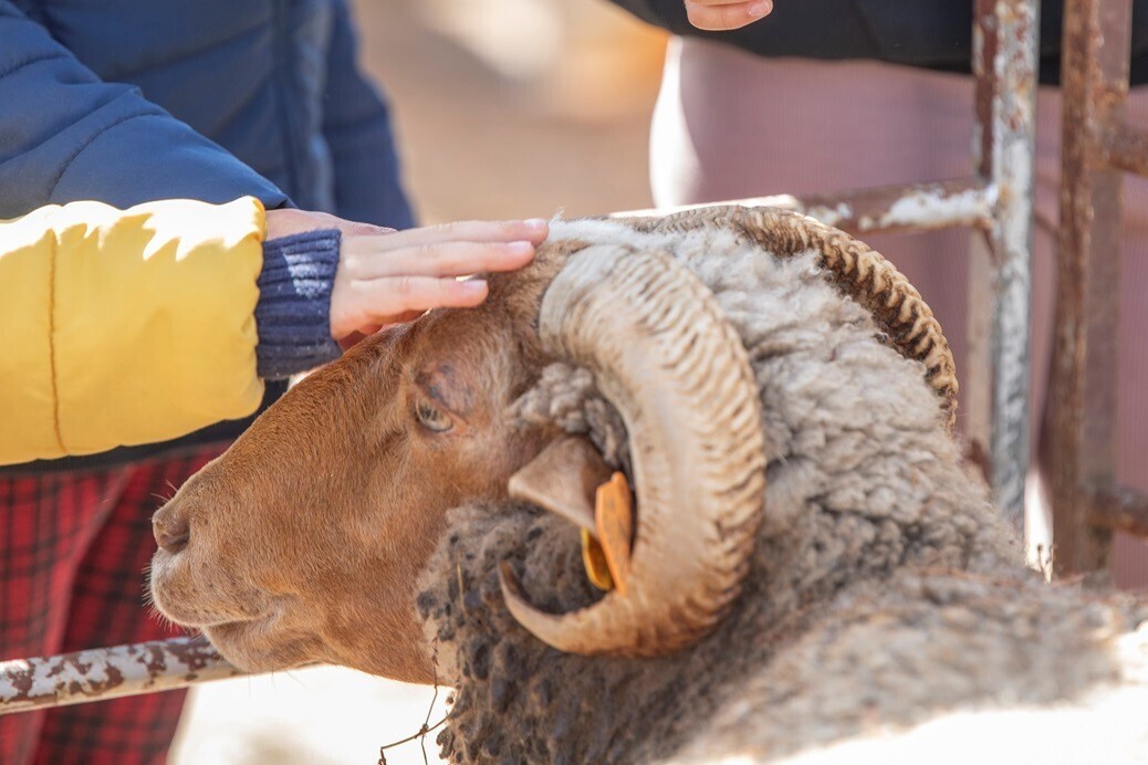 Município adota e garante cuidados de ovelhas saloias