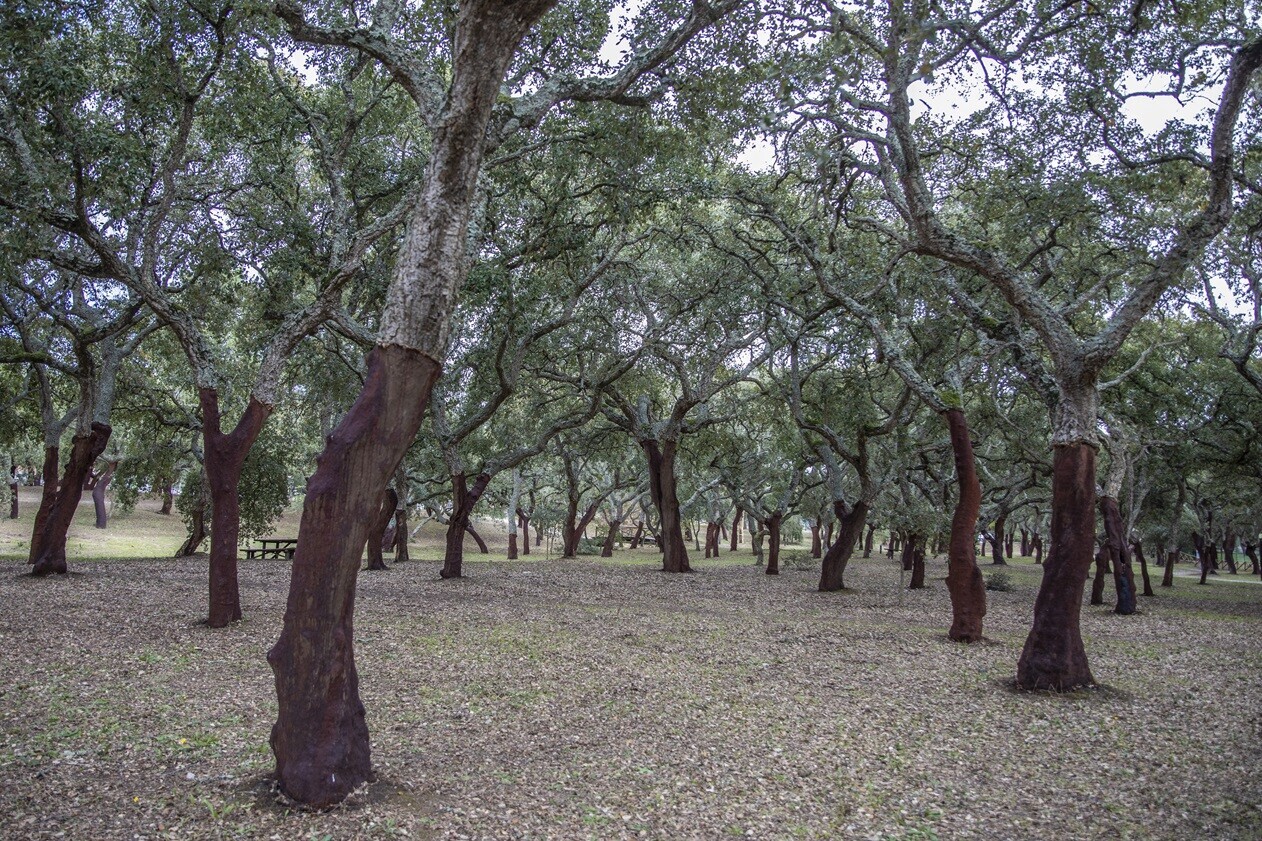 Regulamento do Arvoredo Urbano em consulta pública